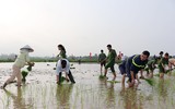 CAH Phú Xuyên hăng hái xuống đồng giúp dân cấy lúa